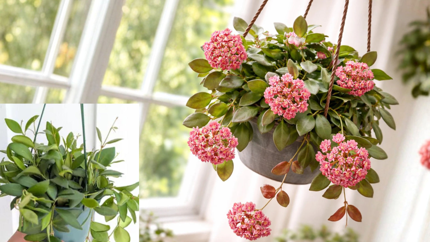 Hoya burtoniae Live Rooted Plant – 2" Pot – Trailing Wax Vine