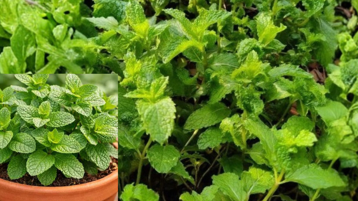Peppermint 3 Live Bare Root Plants – Organic Mojito Mint Herb