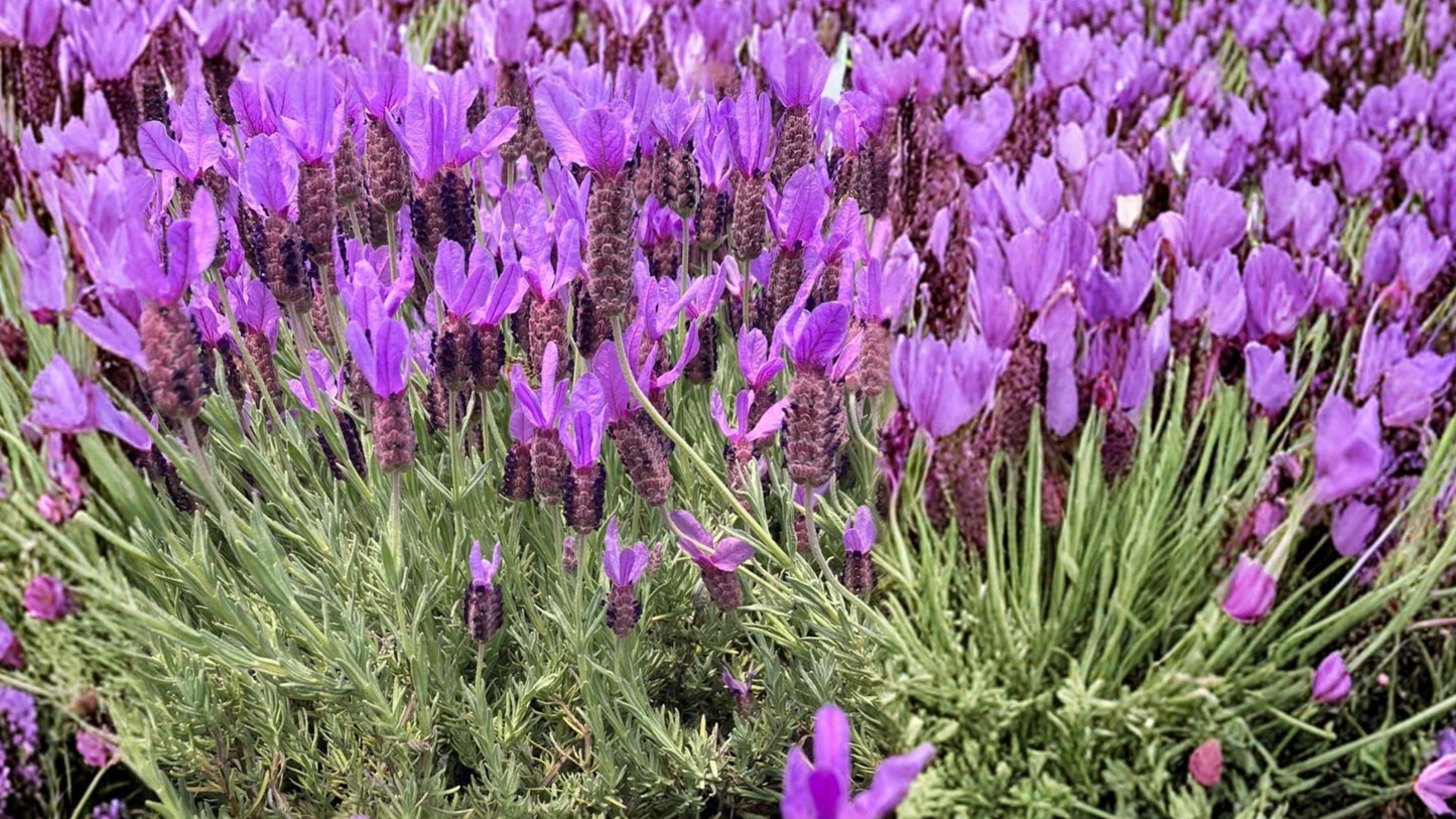 Otto Quast Lavender 2 Live Plants 4–6 Inch – Lavandula stoechas