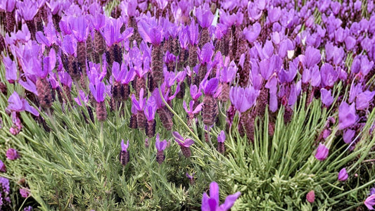 Otto Quast Lavender 2 Live Plants 4–6 Inch – Lavandula stoechas