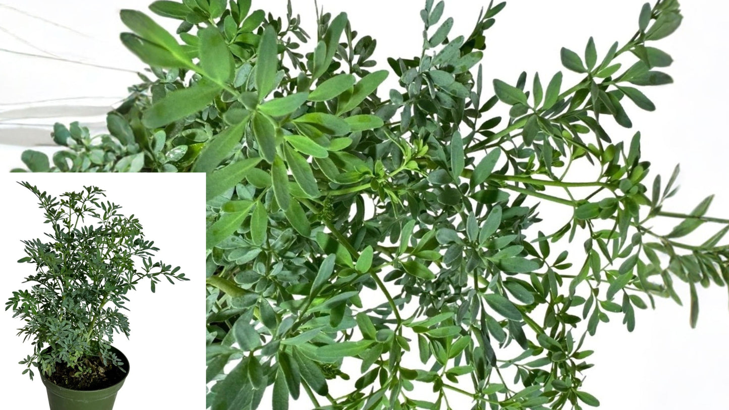 Rue Plant Ruda Live Herb – 4 Inch Potted Plant – Ruta graveolens