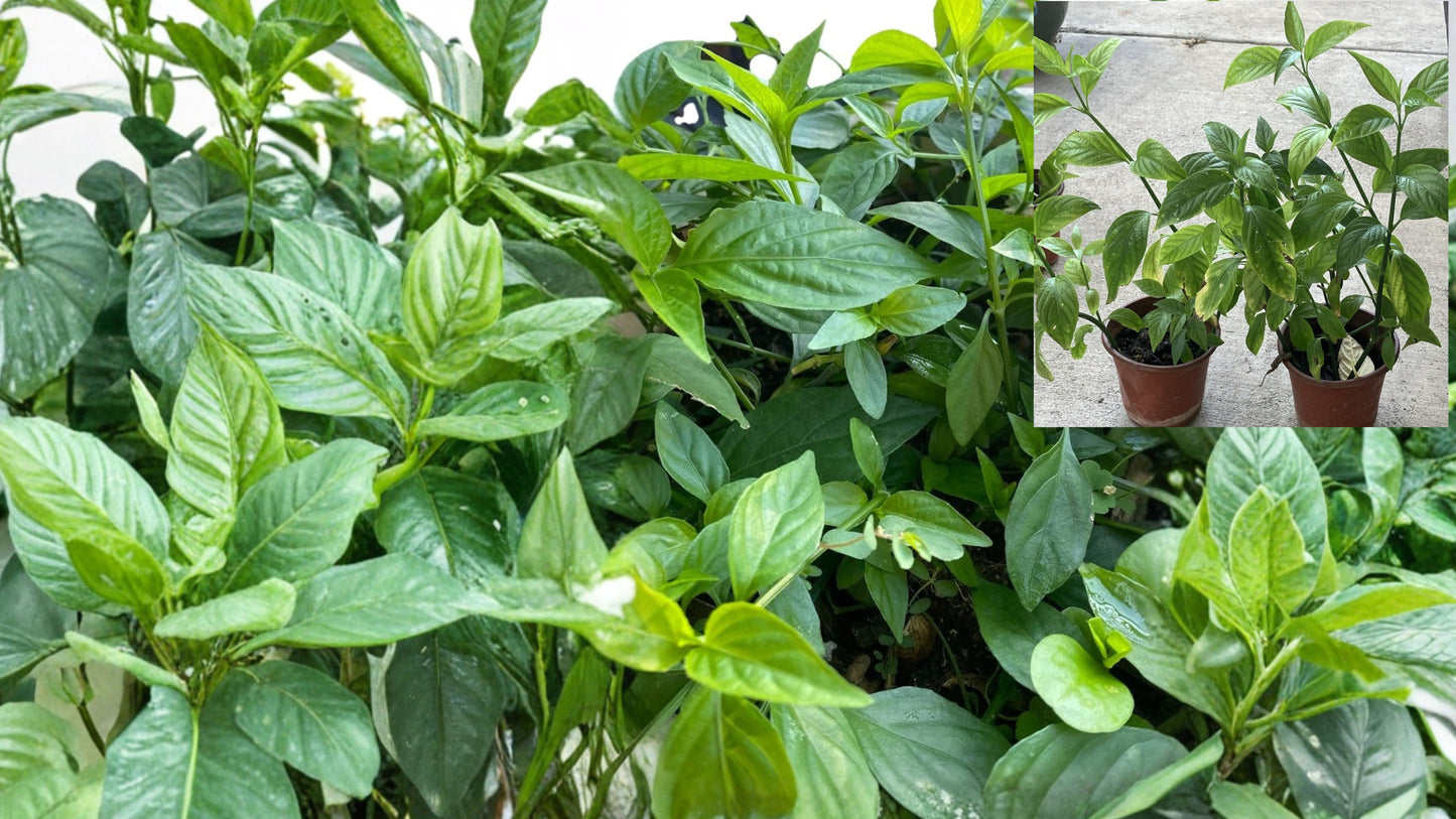 3 Vietnamese Magenta Leaf Plants – Rooted Cuttings – Lá Cẩm – No Pots
