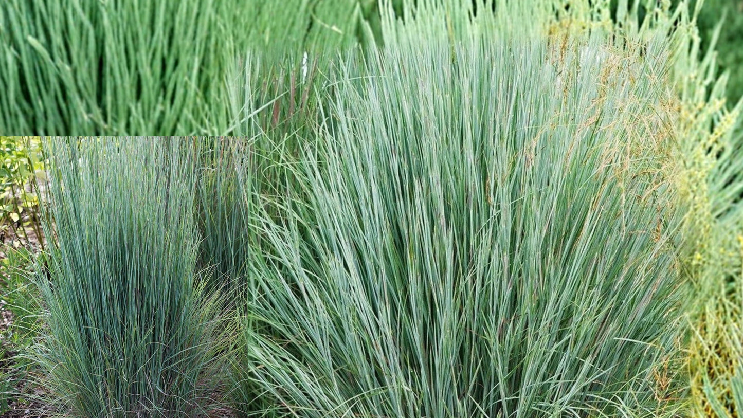 Little Bluestem Live Plant – 1 Gallon Pot – Schizachyrium scoparium