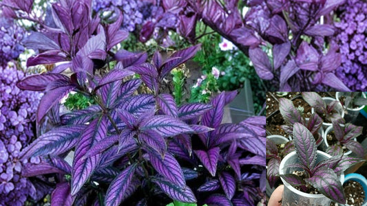 Persian Shield 'Halloween Queen' Live Plants 2 Pack – Strobilanthes dyerianus