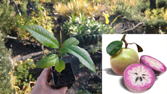 Star Apple Live Fruit Tree – 4 Inch Seedling – Malus