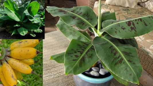 Truly Tiny Banana Live Starter Plug – Musa acuminata – 1 Live Plant