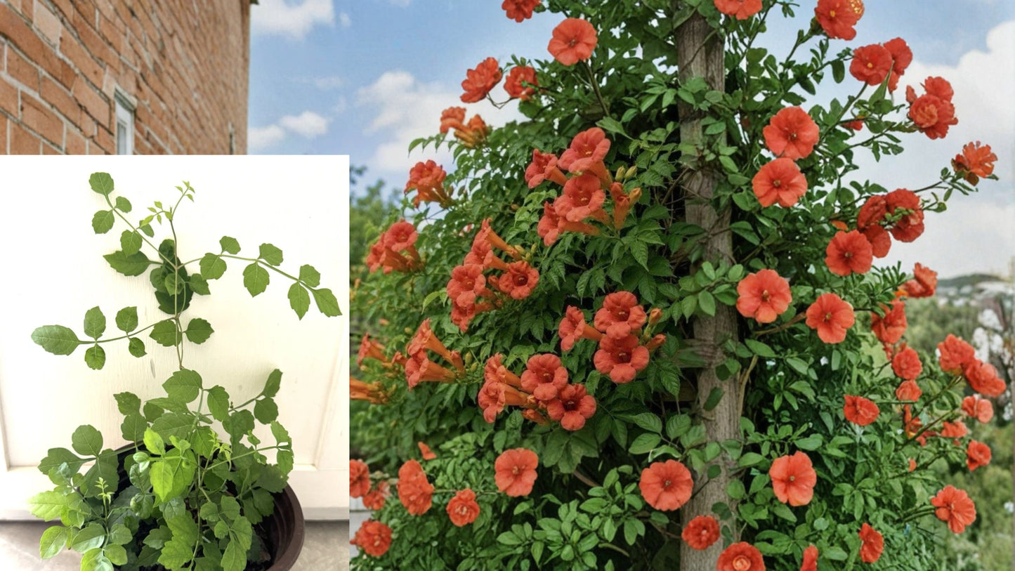 Flamenco Trumpet Vine Live Plant – Campsis radicans 'Flamenco'