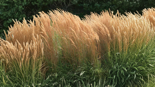 Feather Reed Grass ‘Karl Foerster’ Live Plant – 6–12 Inch Starter