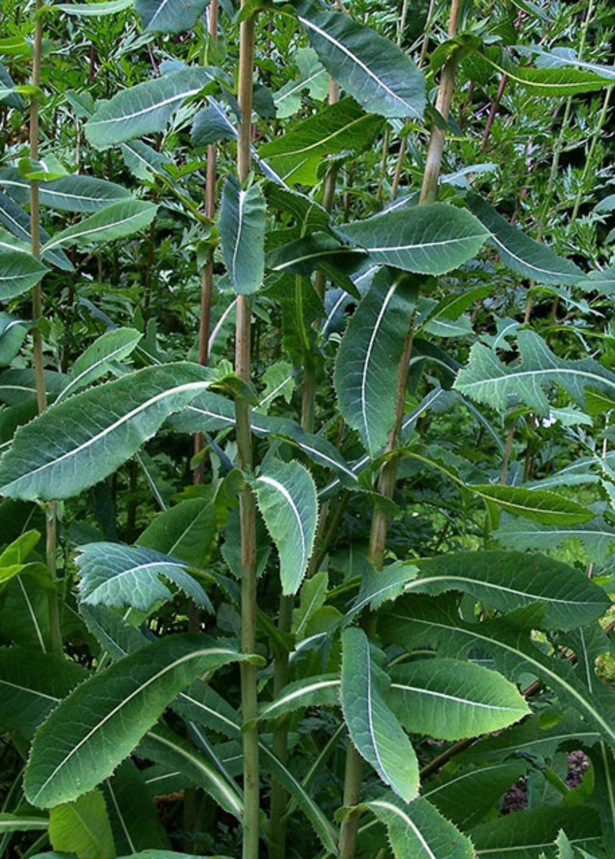 Wild Lettuce (Lactuca virosa)