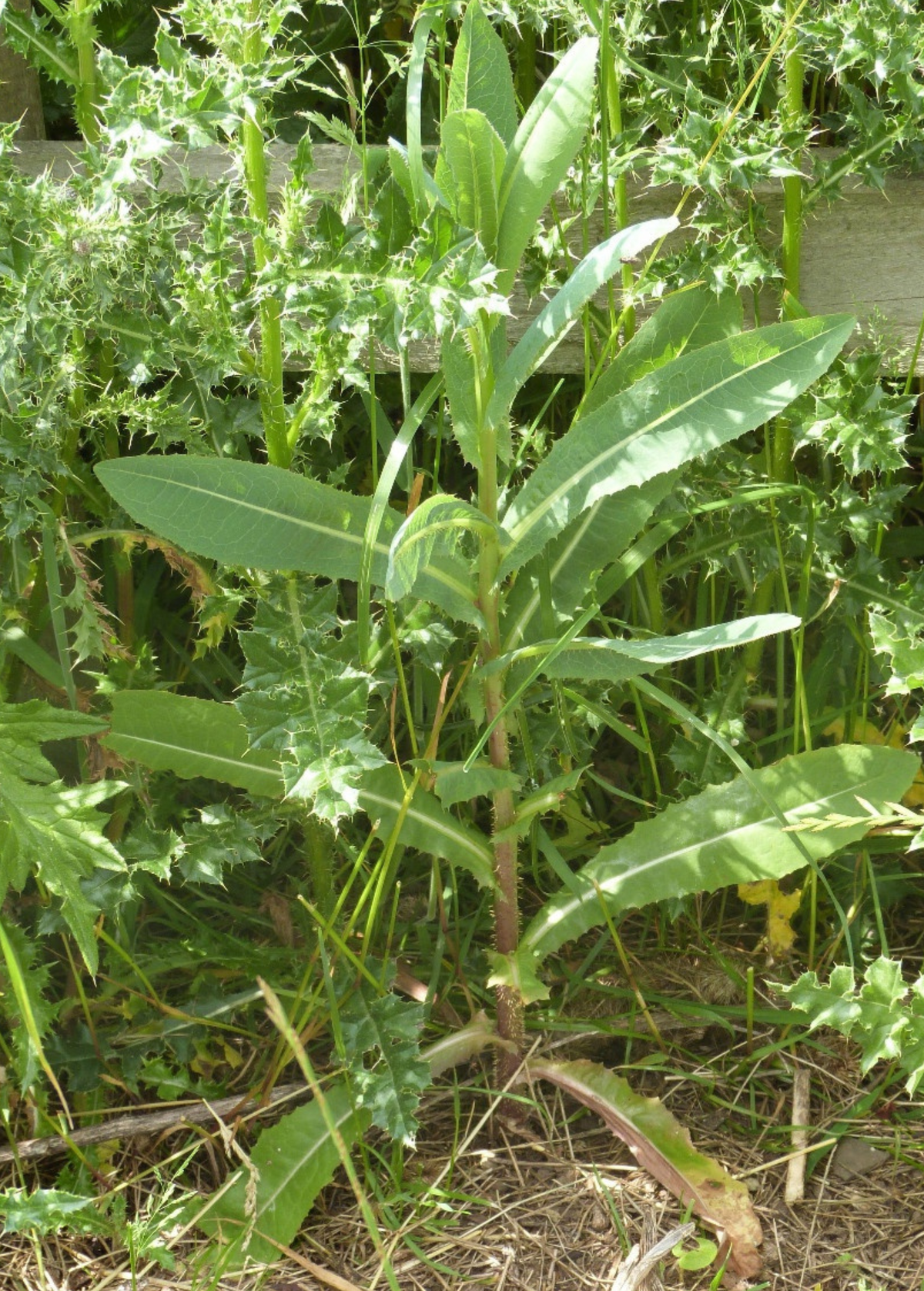 Wild Lettuce (Lactuca virosa)