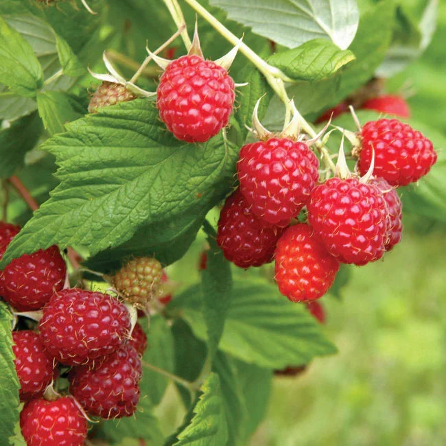 Caroline Everbearing Raspberry Plant Bare Root - Sweet Large Red Berries - Rubus idaeus - Hardy Fruit Bush Seedling