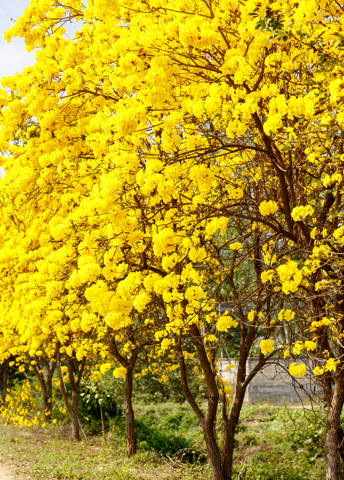 Yellow Tabebuia (Tabebuia spp.)