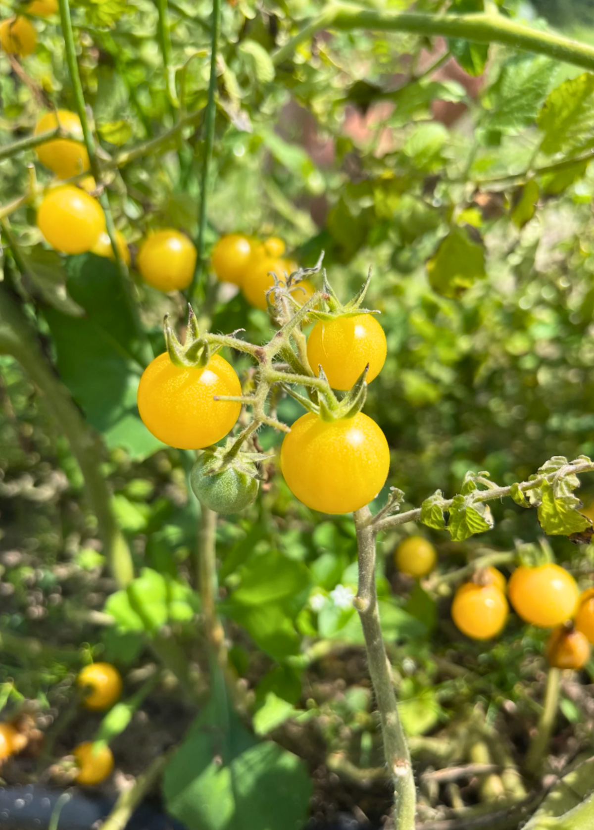 Everglades Tomato, Yellow (Solanum pimpinellifolium var.)