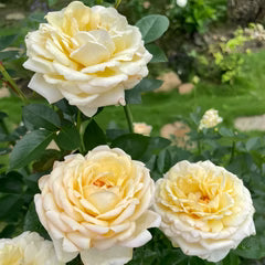 Golden Yves Piaget Rose Cuttings (3) - Rosa 'Yves Piaget' - Vibrant Yellow Floribunda - Unrooted for Rooting or Grafting