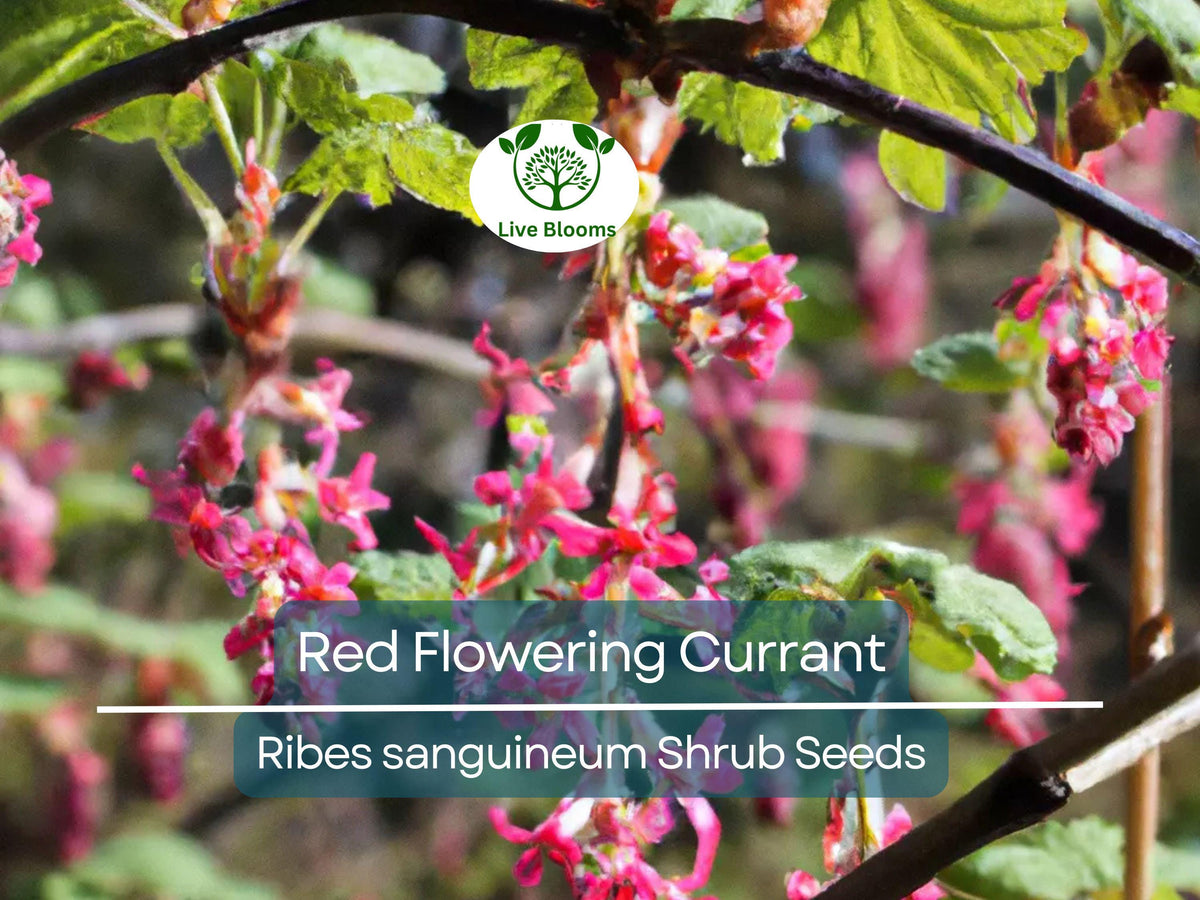 10 Red Flowering Currant Seeds, Hardy Shrub, Ornamental Hedge, Ribes sanguineum, Spring Blooms, Attracts Pollinators