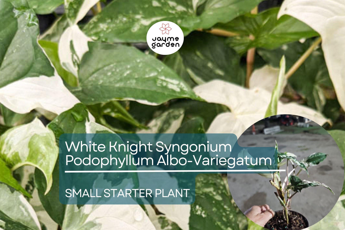 Christmas Cactus Starter Plant - Miss Shimano - Schlumbergera Truncata - Well-Rooted Indoor Cactus for Holiday Decor