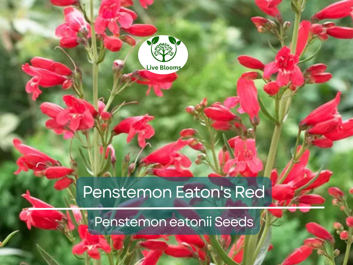 200 Seeds Penstemon Eaton's Red, Hummingbird Beardtongue, Non-GMO, Vibrant Red Flowers, Pollinator-Friendly Perennial Plant