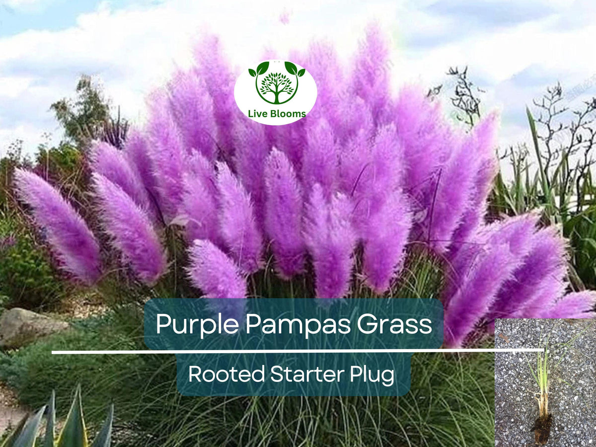 Anise Hyssop Seeds 100+ Count Purple-Blue Wildflower Seeds for Planting Agastache foeniculum - Aromatic Pollinator Garden