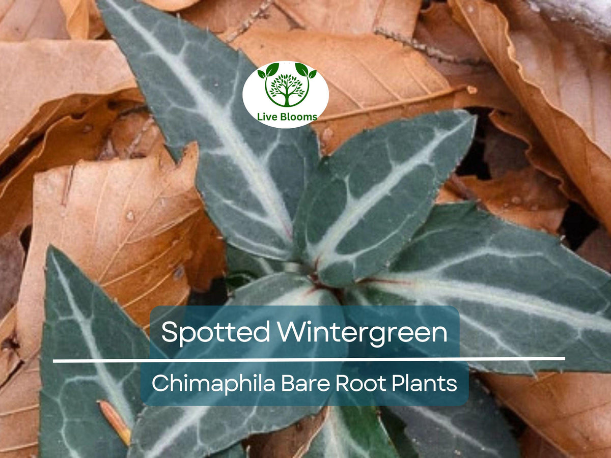 Japanese Ivy Seeds - 50 Seeds - Creeping Vine - Hedera helix - Easy to Grow for Gardens - Ideal for Iowa Planting
