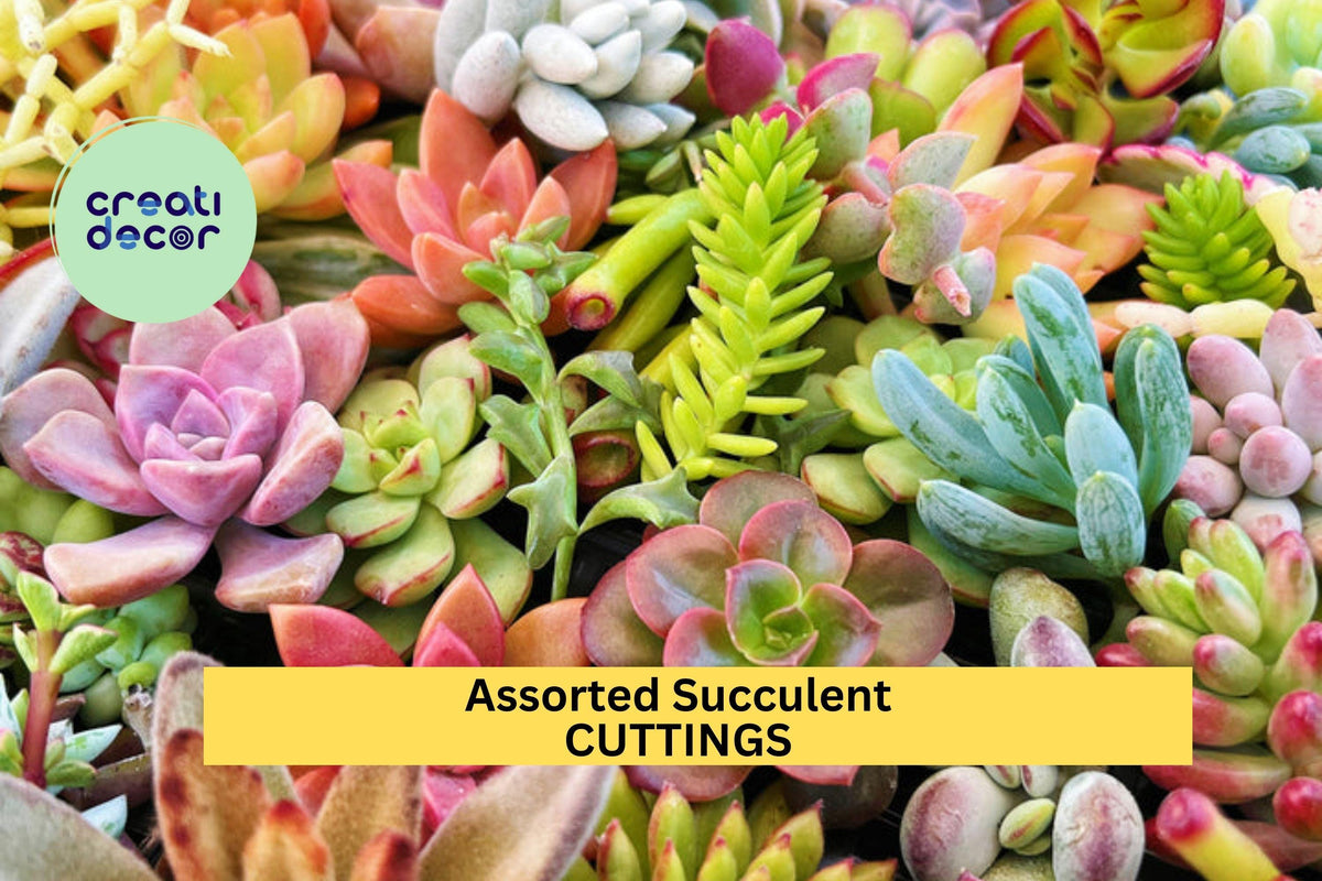 Christmas Cactus Starter Plant - Miss Shimano - Schlumbergera Truncata - Well-Rooted Indoor Cactus for Holiday Decor
