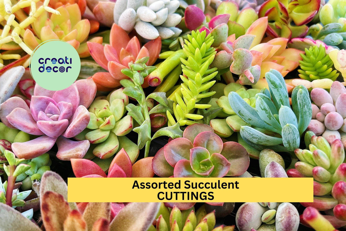 Christmas Cactus Starter Plant - Miss Shimano - Schlumbergera Truncata - Well-Rooted Indoor Cactus for Holiday Decor