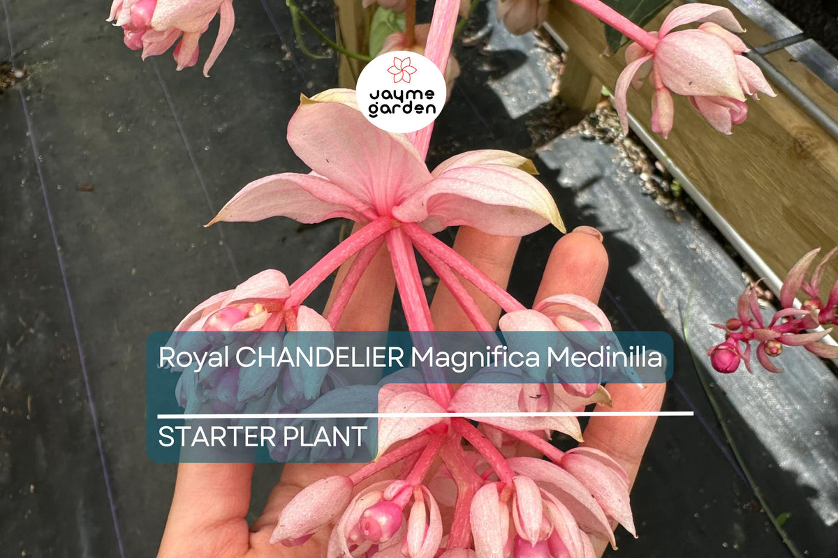 Christmas Cactus Starter Plant - Miss Shimano - Schlumbergera Truncata - Well-Rooted Indoor Cactus for Holiday Decor