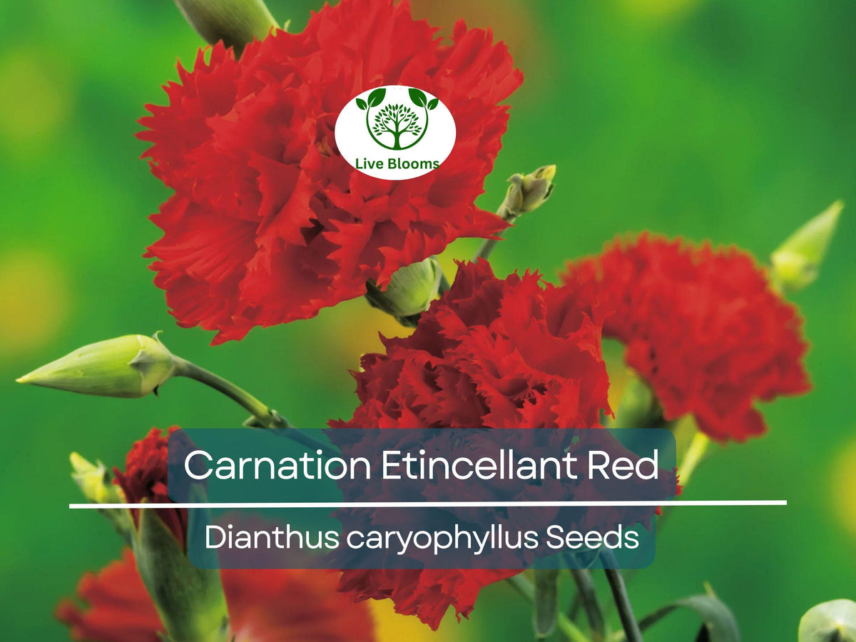25 Carnation Seeds Etincellant Red - Fragrant Non-GMO Cut Flowers for Garden & Bouquets, Dianthus caryophyllus