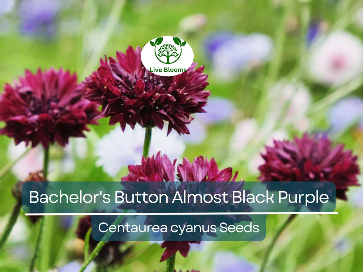 200 Seeds Cornflower Bachelor's Button Almost Black Purple - Centaurea Cyanus Non-GMO Garden Seeds for Spring Planting