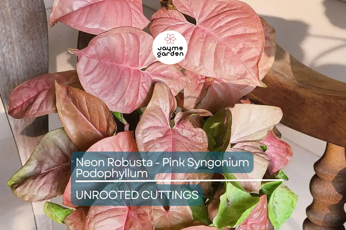 Christmas Cactus Starter Plant - Miss Shimano - Schlumbergera Truncata - Well-Rooted Indoor Cactus for Holiday Decor