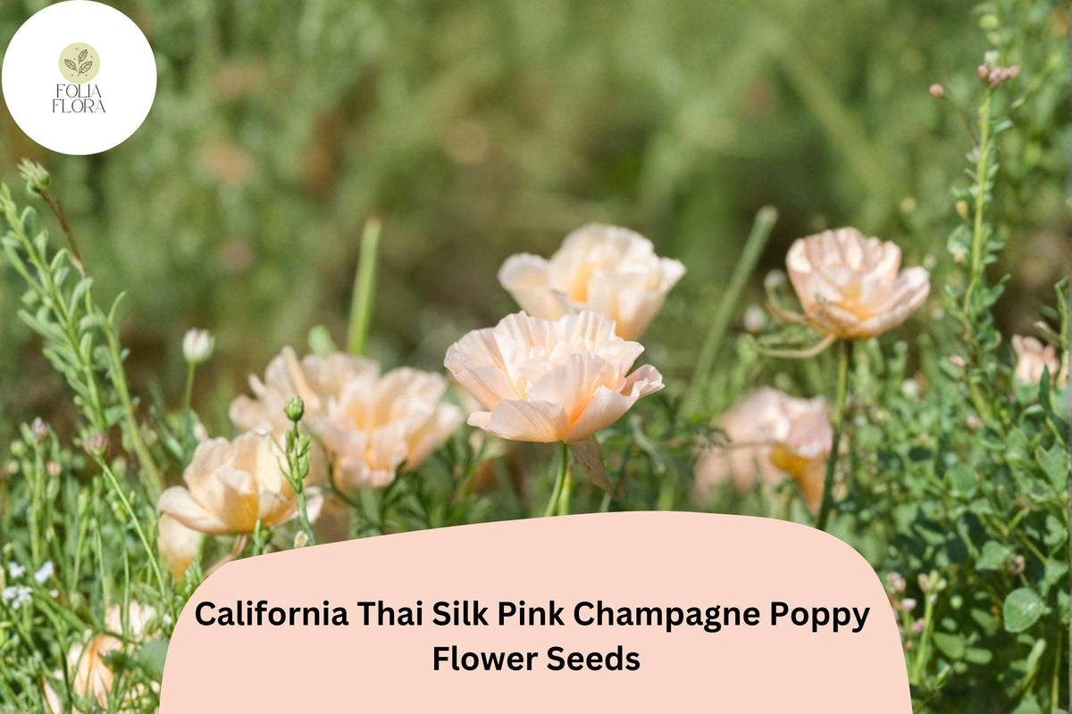 Christmas Cactus Starter Plant - Miss Shimano - Schlumbergera Truncata - Well-Rooted Indoor Cactus for Holiday Decor