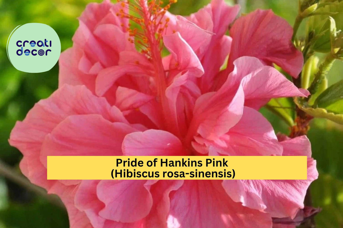 Christmas Cactus Starter Plant - Miss Shimano - Schlumbergera Truncata - Well-Rooted Indoor Cactus for Holiday Decor