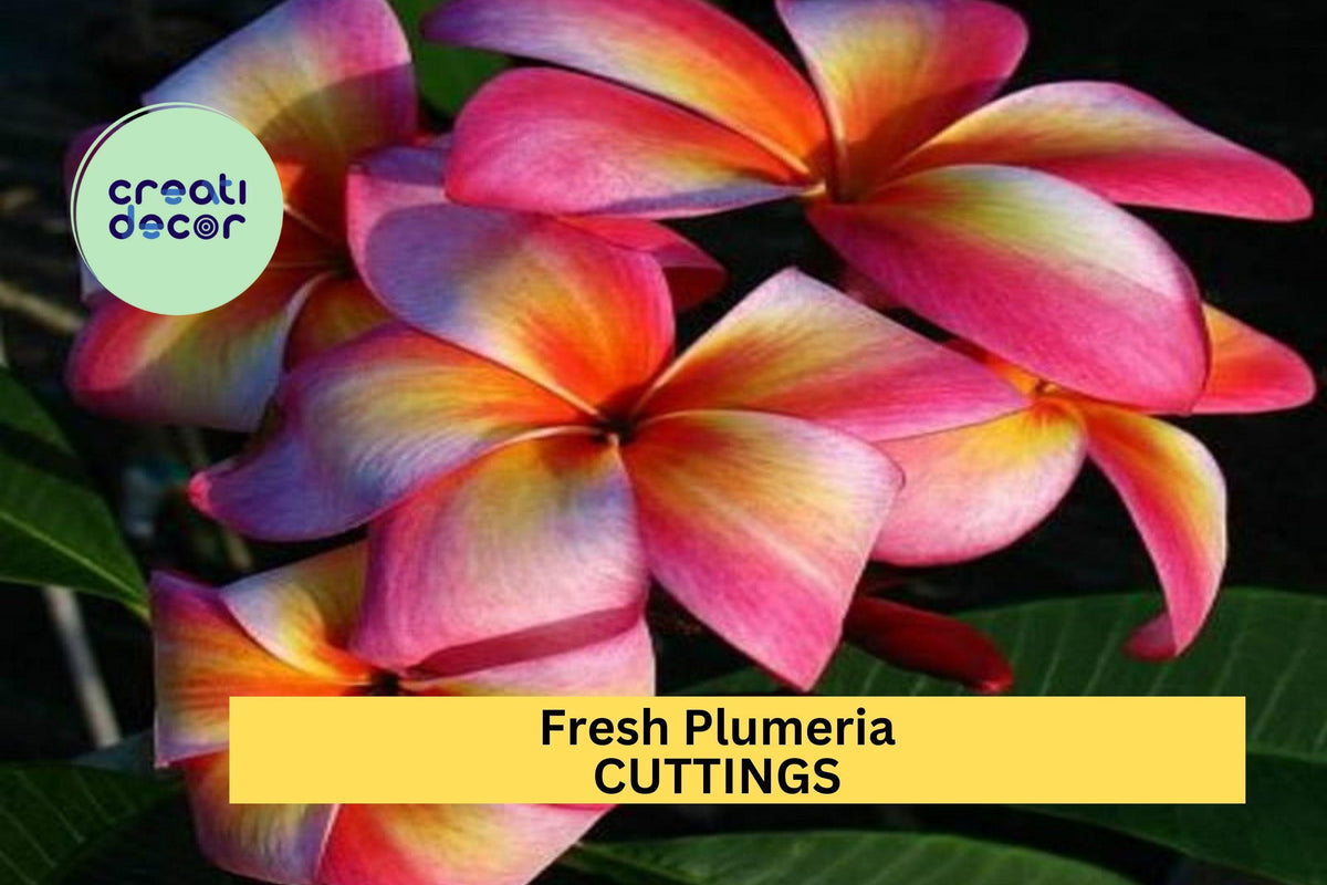 Christmas Cactus Starter Plant - Miss Shimano - Schlumbergera Truncata - Well-Rooted Indoor Cactus for Holiday Decor