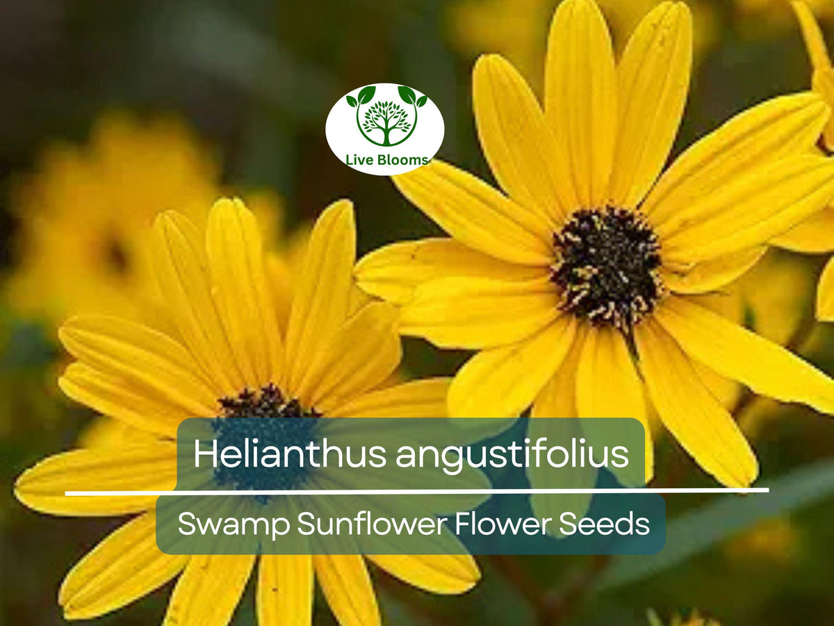 250 mg Swamp Sunflower Seeds | Helianthus angustifolius | Vibrant Yellow Native Wildflower for Wetlands & Pollinator Gardens