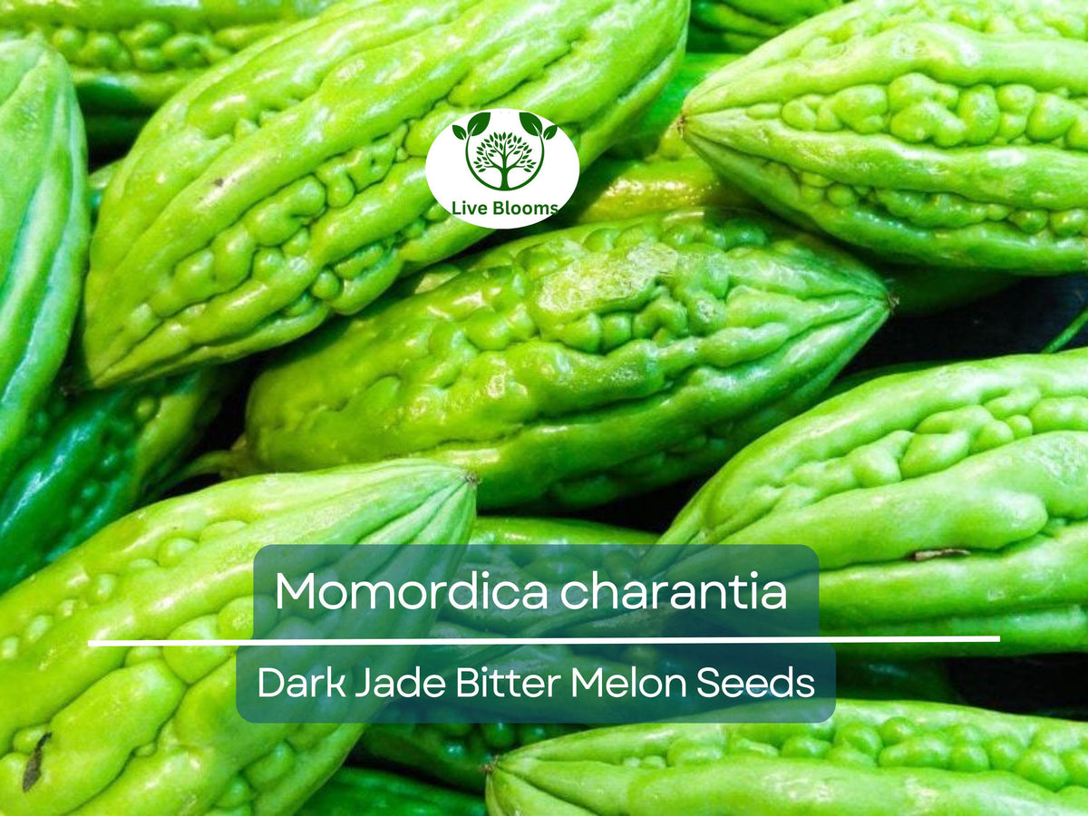 Bitter Melon Seeds 5 Pack Dark Jade Hybrid Non-GMO (Momordica charantia) - Healthy, Nutrient-Packed Gourd for Gardening