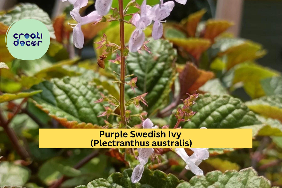 Christmas Cactus Starter Plant - Miss Shimano - Schlumbergera Truncata - Well-Rooted Indoor Cactus for Holiday Decor