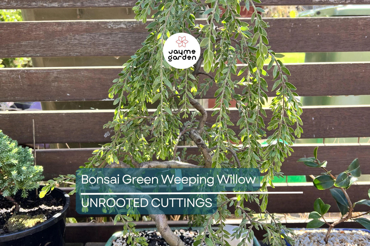 Christmas Cactus Starter Plant - Miss Shimano - Schlumbergera Truncata - Well-Rooted Indoor Cactus for Holiday Decor