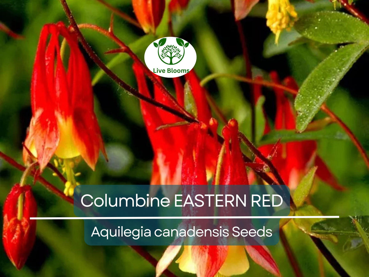 200 Seeds Columbine EASTERN RED Perennial Aquilegia canadensis Non-GMO Part Shade Attracts Pollinators Red Blooms