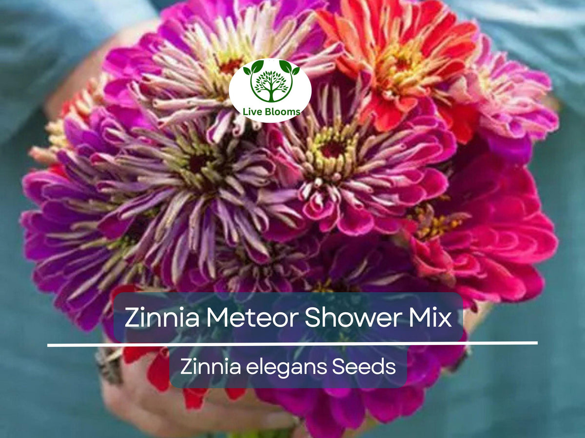 100 Seeds Zinnia Meteor Shower Mixed Colors Non-GMO (Zinnia elegans) - Vibrant 5" Flowers for Gardens and Arrangements