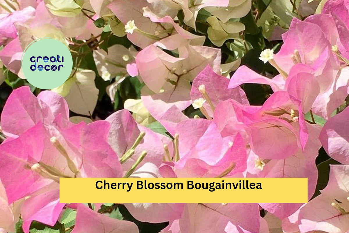 Christmas Cactus Starter Plant - Miss Shimano - Schlumbergera Truncata - Well-Rooted Indoor Cactus for Holiday Decor