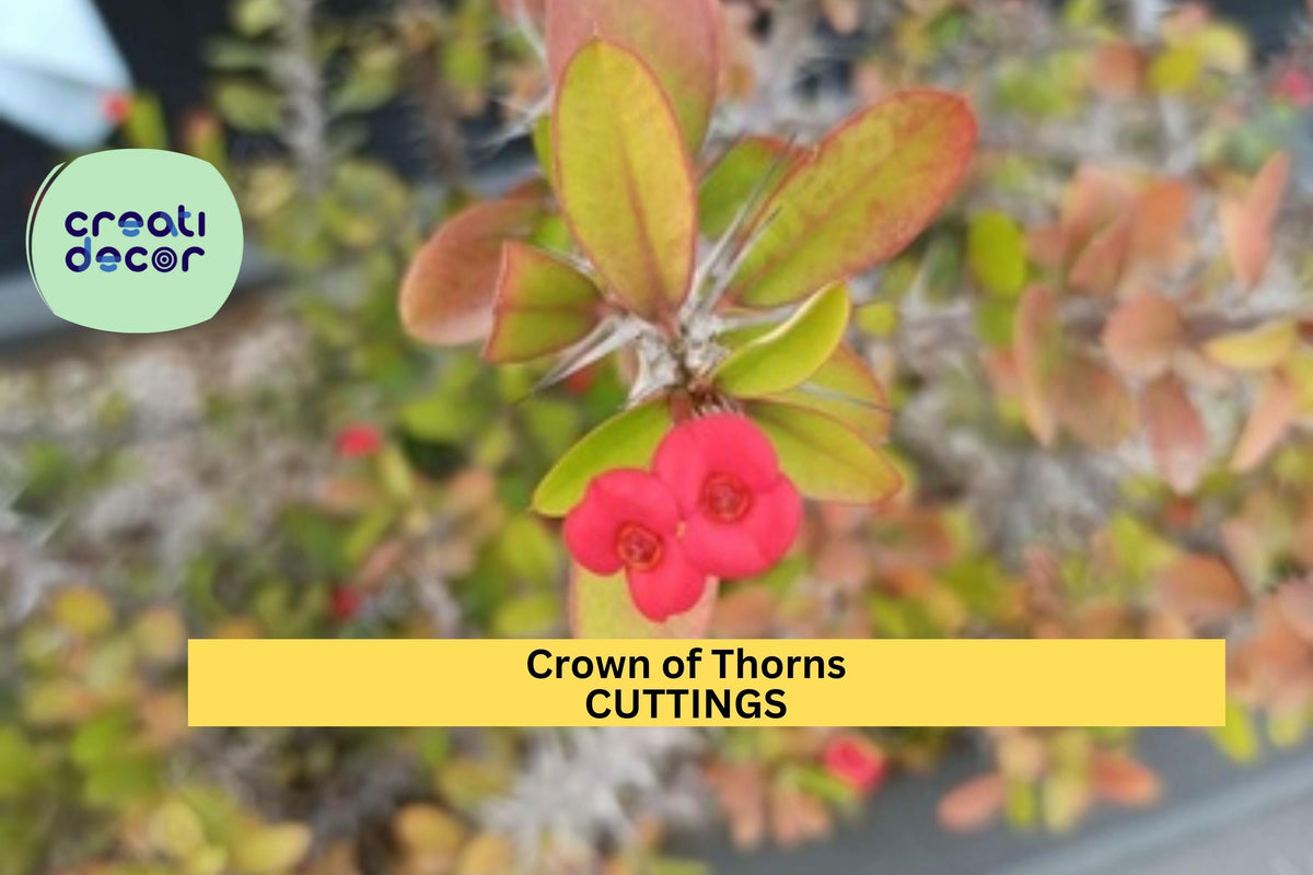 Christmas Cactus Starter Plant - Miss Shimano - Schlumbergera Truncata - Well-Rooted Indoor Cactus for Holiday Decor