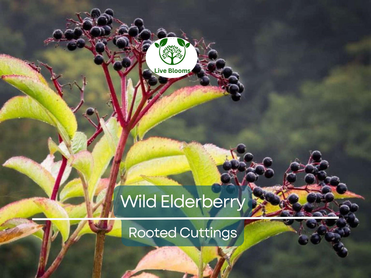 Nannyberry Seeds for Planting - 30 Count - Viburnum lentago - Native Fruit Tree Seeds - Wildlife Friendly Garden Plant
