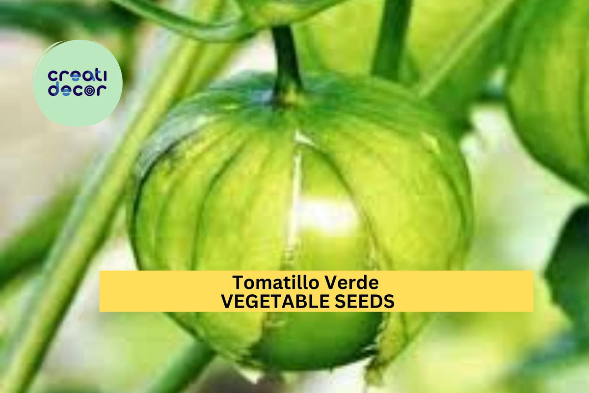 Christmas Cactus Starter Plant - Miss Shimano - Schlumbergera Truncata - Well-Rooted Indoor Cactus for Holiday Decor
