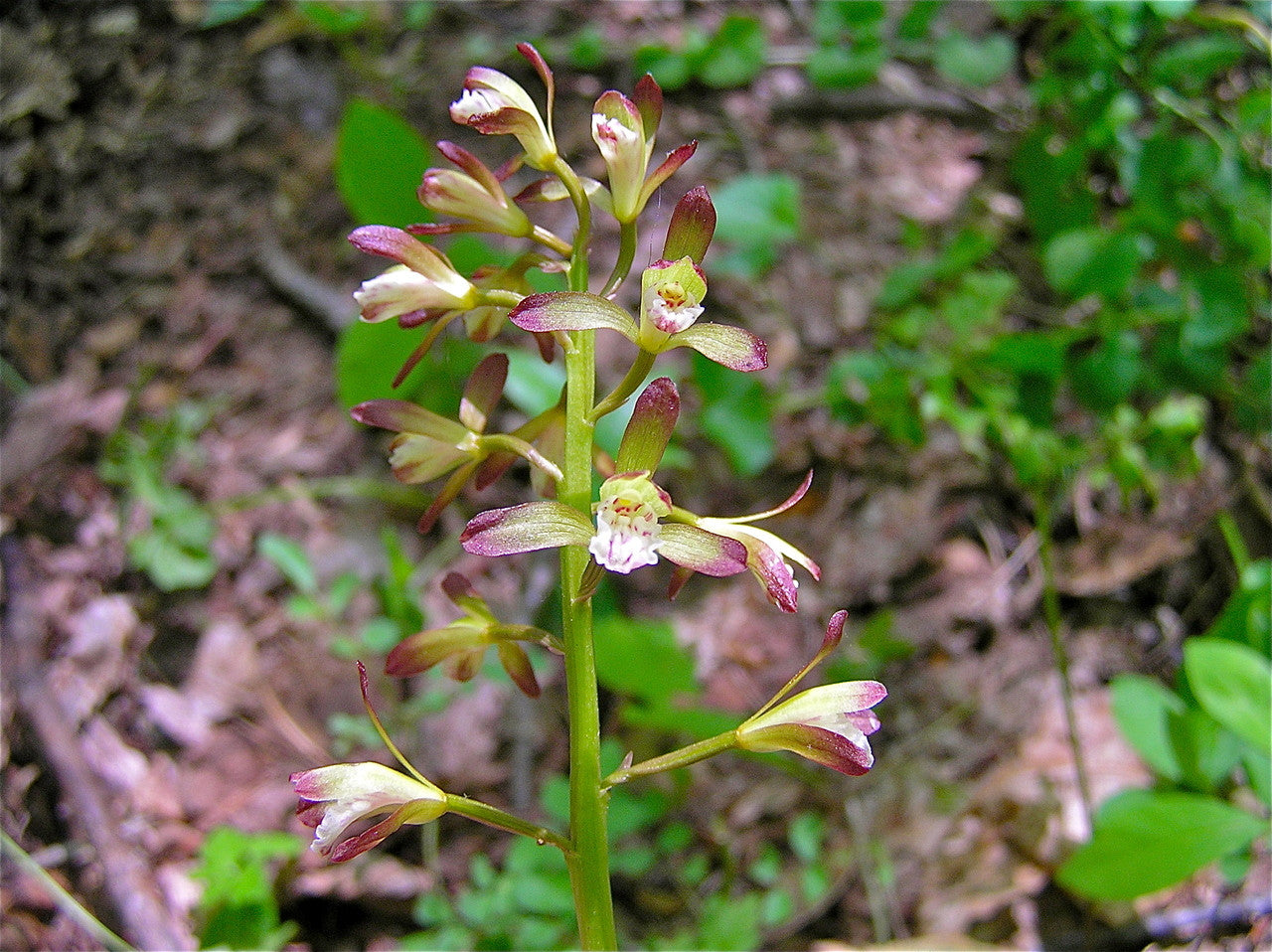 2 Bare-Root Adam & Eva Orchids, Putty Root, Aplectrum hyemale, Winter Interest Native Wildflower for Shade Garden