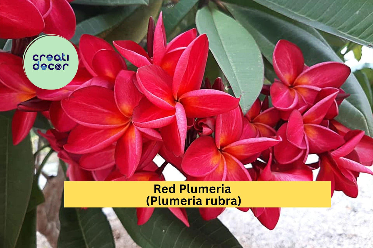 Christmas Cactus Starter Plant - Miss Shimano - Schlumbergera Truncata - Well-Rooted Indoor Cactus for Holiday Decor
