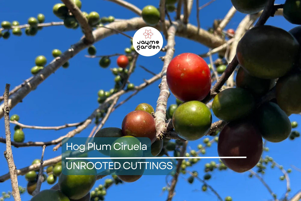 Christmas Cactus Starter Plant - Miss Shimano - Schlumbergera Truncata - Well-Rooted Indoor Cactus for Holiday Decor