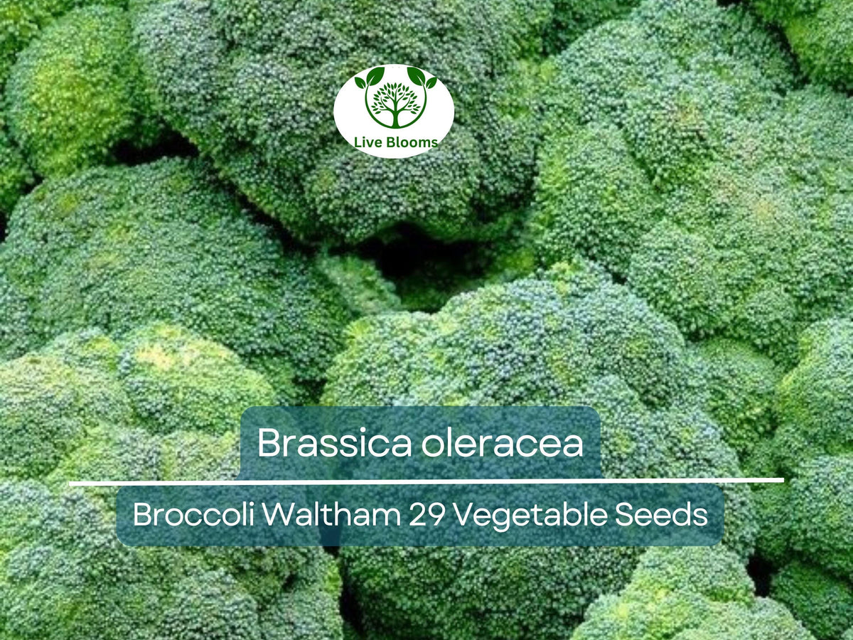 300 Seeds Broccoli Waltham 29 | Heirloom Vegetable Seeds | Brassica oleracea | Sweet Nutty Flavor for Gardening and Harvests