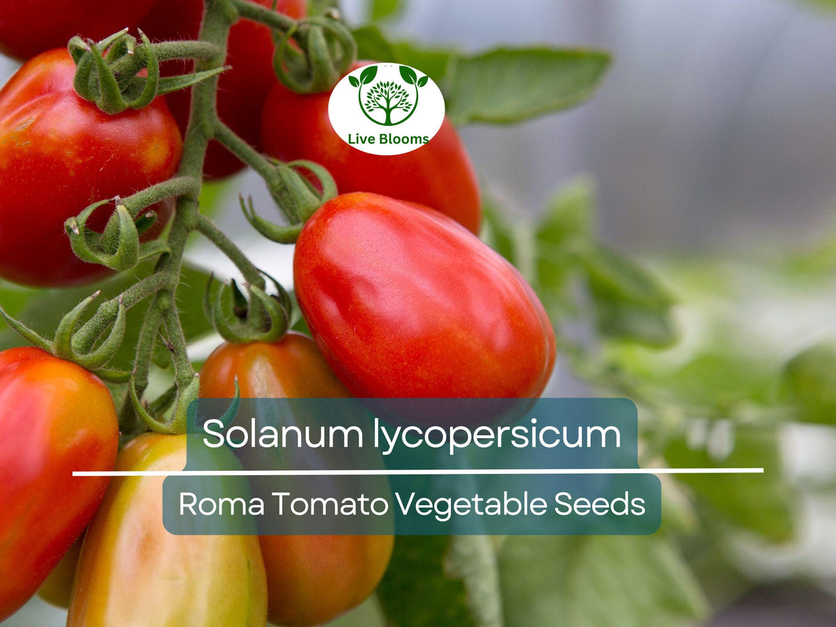 Roma Tomato Seeds 100 mg - Heirloom Paste Variety Solanum lycopersicum for Planting, Gardening, Cooking, Sauces, Canning