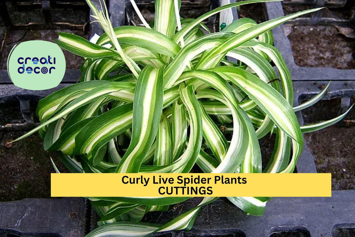 Christmas Cactus Starter Plant - Miss Shimano - Schlumbergera Truncata - Well-Rooted Indoor Cactus for Holiday Decor