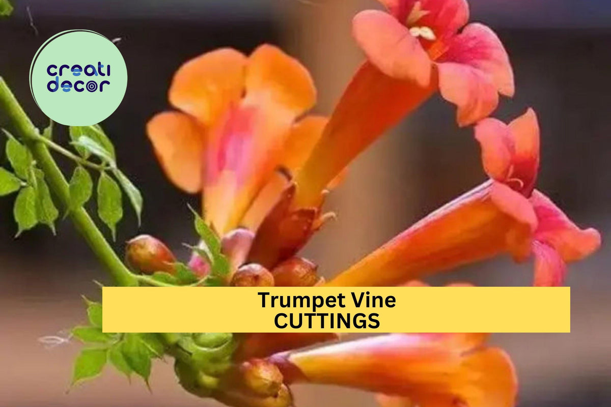 Christmas Cactus Starter Plant - Miss Shimano - Schlumbergera Truncata - Well-Rooted Indoor Cactus for Holiday Decor