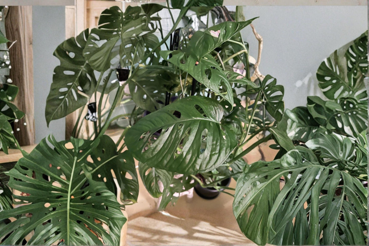 Christmas Cactus Starter Plant - Miss Shimano - Schlumbergera Truncata - Well-Rooted Indoor Cactus for Holiday Decor